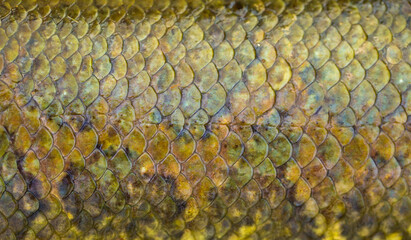 Fish scales background, texture of fish close up. Reptile skin. © Vera