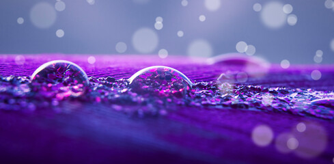 Transparent water droplets on a feather in purple colors with bokeh and copy space.
