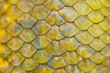 Fish scales background, texture of fish close up. Reptile skin. © Vera