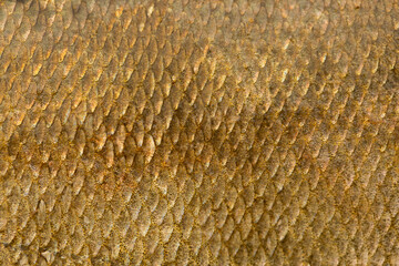 Fish scales background, texture of fish close up. Reptile skin. © Vera