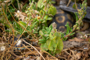 Flowers in front of tortoises