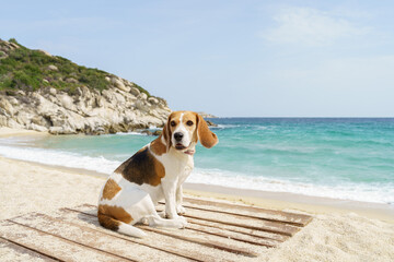 Cute tree color beagle dog sitting on the sea shore. Blue sea and blue sky. High quality photo