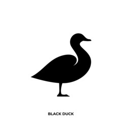Illustration vector graphic template of black duck silhouette logo