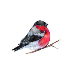 Watercolor Bullfinch on a branch. Christmas symbol. Winter bird with red breast on a white background. Vintage style