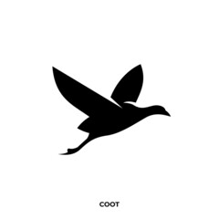 Illustration vector graphic template of coot silhouette logo