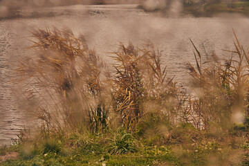Dry grass on the lake shore on a cloudy day. Autumn landscape.