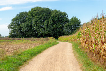 Fototapeta na wymiar Autumn landscape, Nature path along farmland and trees, Corn or maize field along countryside road under blue sky and white could, The terrain country of the southeast Holland, Limburg, Netherlands.