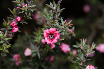 pink broom teatree flowers