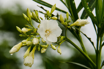 white oleander flower and buds