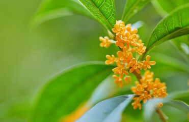 キンモクセイの花