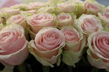 pink roses