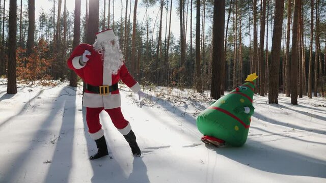 Santa Claus in traditional festive costume walking in a sunny frosty winter forest and pulling a sleigh with an inflatable Christmas tree doll