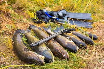 Spearfishing, trophy catch, equipment, harpoon. Fishing with underwater weapons. Sports hunting.