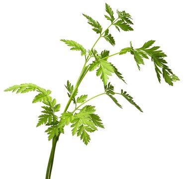 Chaerophyllum hirsutum, hairy chervil, is a species of flowering plant belonging to the parsley family Apiaceae in white background