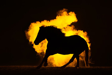 Silhouette of a galloping Haflinger Horse with waving manes in a orange smokey atmosphere. A bright...