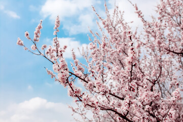 Spring blooming sakura trees. Pink flowers Sakura Spring landscape with blooming pink tree. Beautiful sakura garden on a sunny day.Beautiful concept of romance and love with delicate flowers.