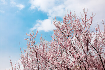 Spring blooming sakura trees. Pink flowers Sakura Spring landscape with blooming pink tree. Beautiful sakura garden on a sunny day.Beautiful concept of romance and love with delicate flowers.