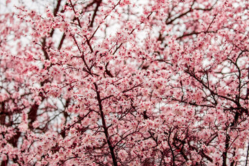 Spring blooming sakura trees. Pink flowers Sakura Spring landscape with blooming pink tree. Beautiful sakura garden on a sunny day.Beautiful concept of romance and love with delicate flowers.