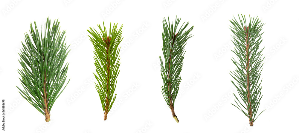 Poster a set of spruce branches in isolation on a white background
