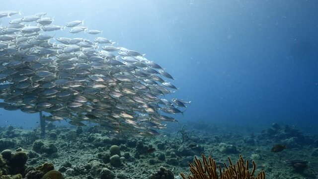 Seascape with Bait Ball, School of Fish in the turquoise water of coral reef in Caribbean Sea, Curacao