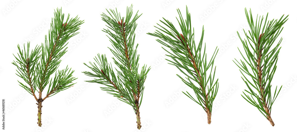 Poster a set of spruce branches in isolation on a white background