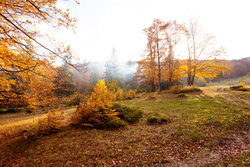 The bright sun rises over the hill in the autumn forest