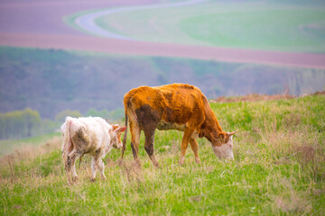 Cows graze on a pasture on a green meadow eat fresh grass, the concept of livestock and environmentally friendly food