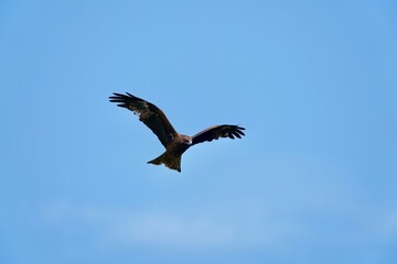 black kite in flight