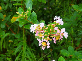 野に咲く白い百日紅の花