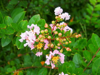 野に咲く白い百日紅の花