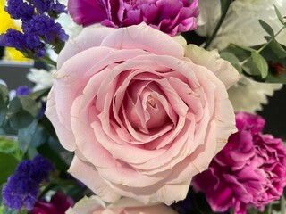 close-up photo of pink roses pink rose