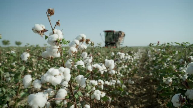 Against the background of a mature cotton bush, a cotton harvester moves through the beds, farmers collect high-quality mature cotton. Cotton field.