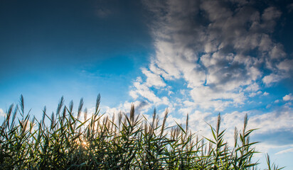 Reed on a background of a cloudy sky and with sun glare on the water.
