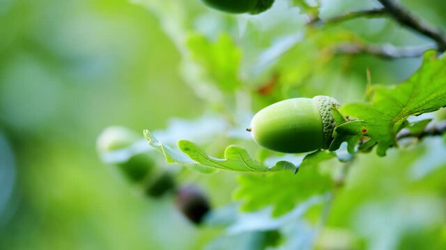 Close-up of the oak acorn. Oak forest on a sunny evening. Tilt up. Rack focus.