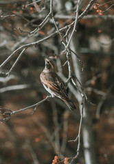 red backed shrike