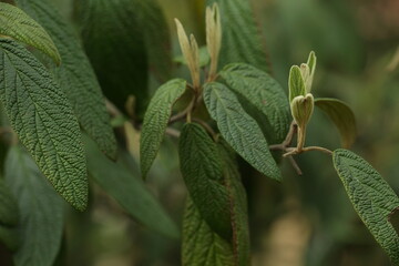 Viburnum rhytidophyllum