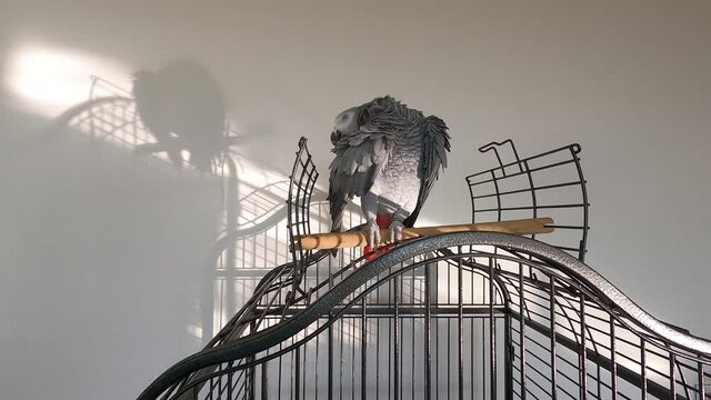 African grey parrot sitting on cage. African gray parrot playing