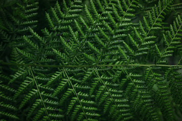 Green fern leaf as background, top view