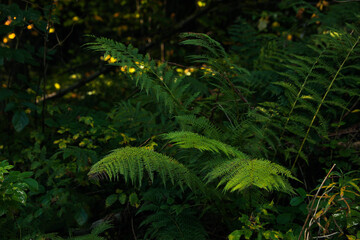 Beautiful fern with lush leaves growing in forest