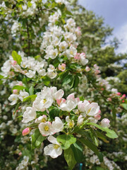 A branch of an apple tree with white and pink flowers on a background of green and blue sky.
