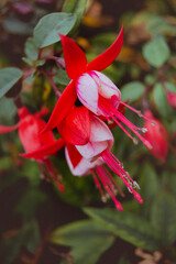 Imagen vertical a color de una planta con flores rojas y rosas llamativas.