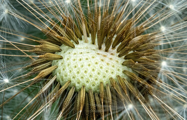 Obraz premium Löwenzahnmakro