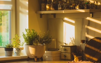 Home-grown garden with herbs - oregano, thyme and others grow in one pot