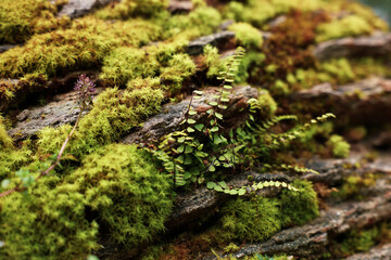 Green moss and beautiful plant growing on rock in forest