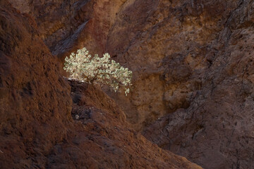 Green bush growing on rocks