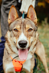 homeless yard dog on a leash