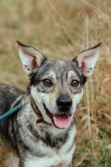 homeless yard dog on a leash