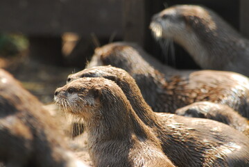 Group of cute otters