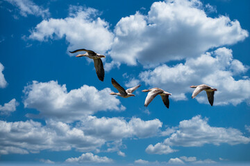 Gänse am bewölkten Himmel