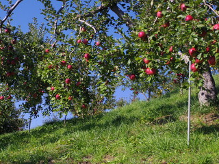娘が就職した軽井沢に行ってきました。サンローソを走ったら光かがやいていました